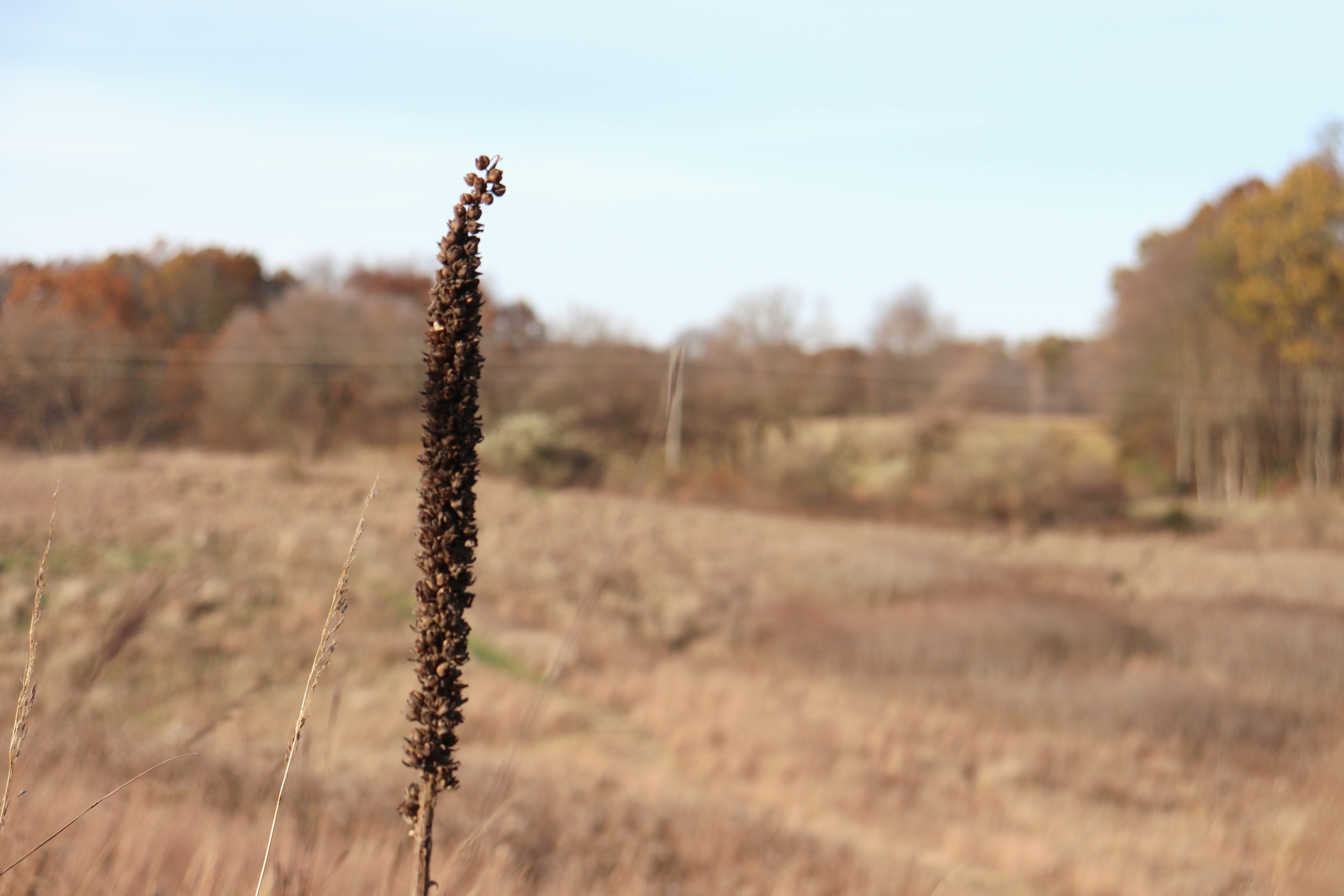 seed pods on brown landscape
