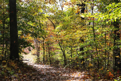 path through autumn woods